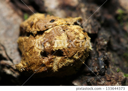 一朵小牛肝菌感染了Hypomyces孢子後死亡（菌蓋表面，天然真菌，蘑菇微距攝影） 133644373