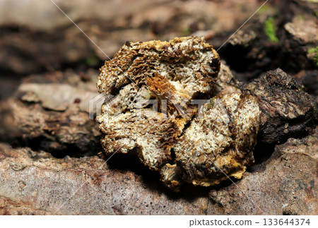 一朵小牛肝菌感染了腐霉菌孢子後死亡（篩面、天然真菌、蘑菇的微距攝影） 133644374