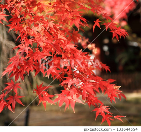 秋葉染紅 133644554