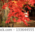 五顏六色的秋葉 133644555