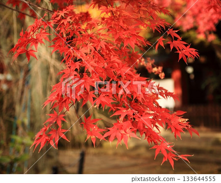 五顏六色的秋葉 133644555