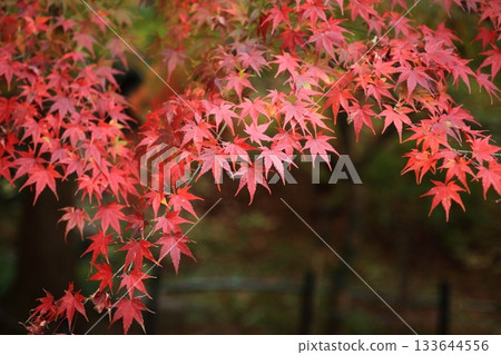 雨後濕潤的秋葉 133644556