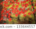 秋天美麗的葉子 133644557