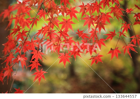 Beautiful autumn leaves Beautiful autumn leaves 133644557