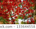 秋天美麗的葉子 133644558