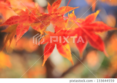 秋葉特寫 133644559