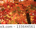 五顏六色的秋葉 133644561
