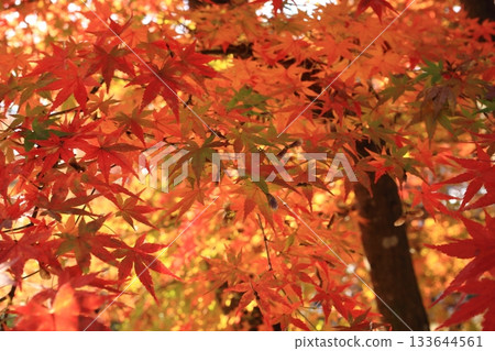 五顏六色的秋葉 133644561