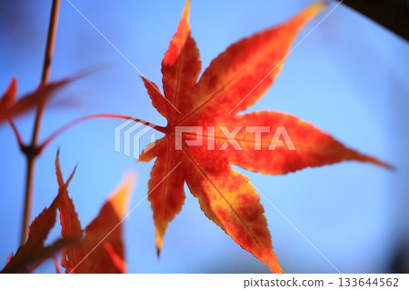 秋葉特寫 133644562