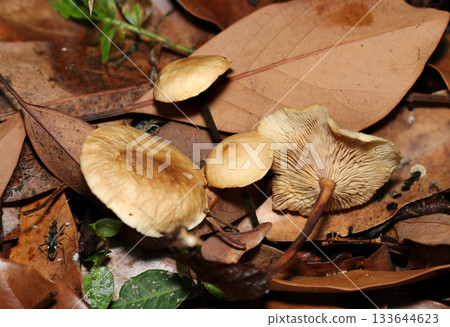 黑褐色菌柄,屬於球蓋菇屬(菌蓋、菌褶、菌柄、戶外野外菇微距攝影) 黑褐色菌柄,屬於球蓋菇屬(菌蓋、菌褶、菌柄、戶外野外菇微距攝影) 133644623