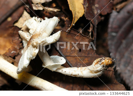 A white foxglove mushroom with its cap splitting and withering in the fallen soil (macrophotography of a natural fungal mushroom) 133644625