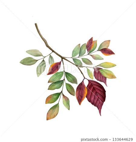 Watercolor branch with green, orange, and deep red fall leaves. Autumn nature hand drawn clip art. Good for fall decor, invitations, postcards, patterns, and seasonal design projects 133644629