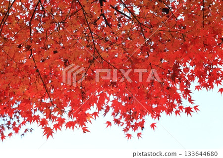 在盛開的秋葉 133644680