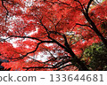 秋葉與粗壯的枝幹交相輝映。 133644681