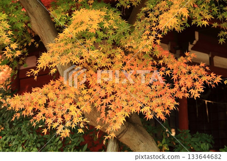 秋葉變紅之前是黃色的 133644682