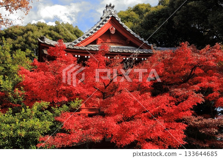 神社寺廟裡的大片秋葉 133644685
