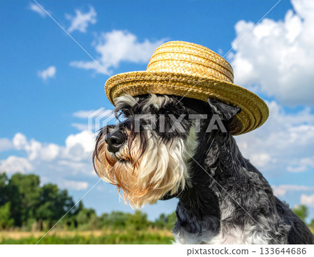 夏日的天空，一隻戴著草帽的迷你雪納瑞犬 133644686