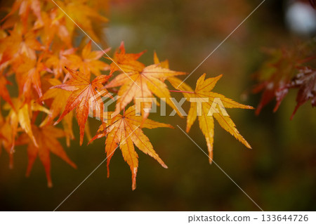 Autumn leaves of Tofukuji Autumn leaves of Tofukuji 133644726