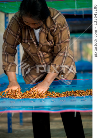 Close up smart farmer techniques hand coffee bean machinery roast apparatus dry sunlight tool sunbeam sunray sunshine fresh garden produce agriculture promotes farmer concept farm blur background Close up smart farmer techniques hand coffee bean machinery roast apparatus dry sunlight tool sunbeam sunray sunshine fresh garden produce agriculture promotes farmer concept farm blur background 133645190