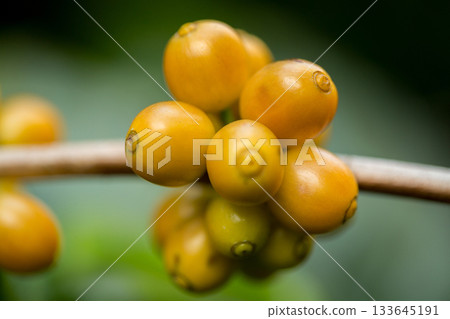Farmer concept harvest fruit ripe coffee seed robusta arabica berry close up fresh green leaf bean picking orange crop red yellow berries raw plant tree farm growth blur background eco organic garden Farmer concept harvest fruit ripe coffee seed robusta arabica berry close up fresh green leaf bean picking orange crop red yellow berries raw plant tree farm growth blur background eco organic garden 133645191