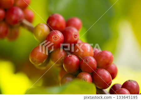 Farmer concept harvest fruit ripe coffee seed robusta arabica berry close up fresh green leaf bean picking orange crop red yellow berries raw plant tree farm growth blur background eco organic garden 133645195
