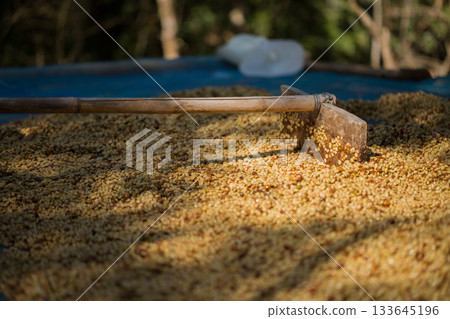 Smart farming techniques machinery roast apparatus coffee bean dry sunlight tool sunbeam sunray sunshine fresh garden produce agriculture promotes farmer concept close up plant farm blur background 133645196