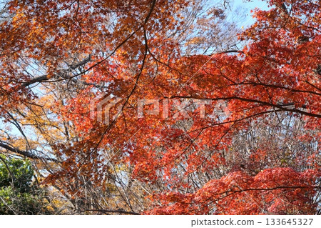 Autumn leaves and blue sky 133645327