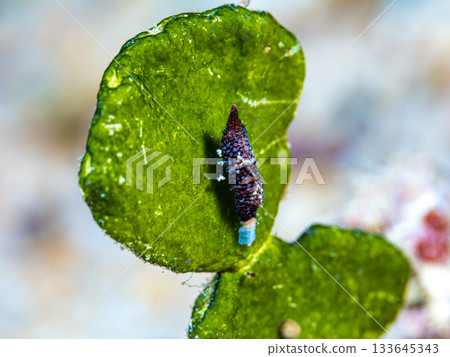 雙角拉特魯特斯 133645343