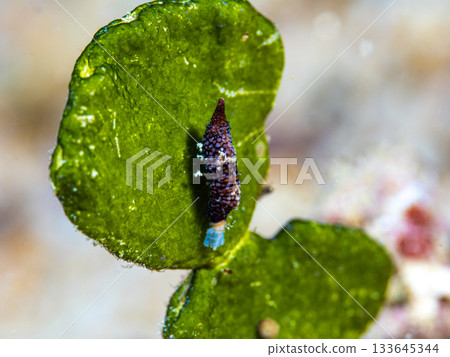 雙角拉特魯特斯 133645344