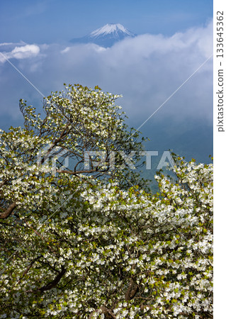 丹澤檜木堀丸山脊上的白潮杜鵑，以及雲層之上的富士山 133645362