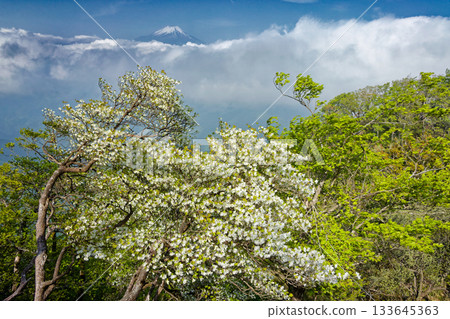 Shiroyashio azalea on the Hinokihorimaru ridgeline in Tanzawa and Mount Fuji above the clouds 133645363