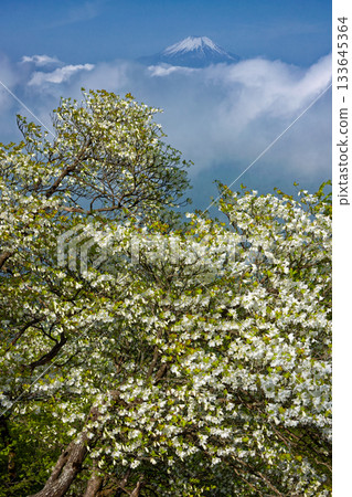 Shiroyashio azalea on the Hinokihorimaru ridgeline in Tanzawa and Mount Fuji above the clouds 133645364