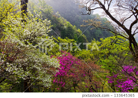 Azaleas on the misty Hinokihoramaru ridgeline of Tanzawa 133645365