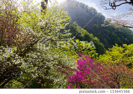 Azaleas on the misty Hinokihoramaru ridgeline of Tanzawa Azaleas on the misty Hinokihoramaru ridgeline of Tanzawa 133645366