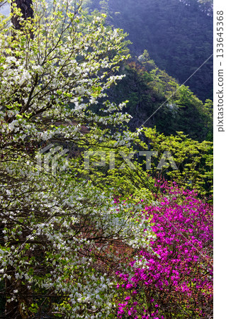 Azaleas on the misty Hinokihoramaru ridgeline of Tanzawa Azaleas on the misty Hinokihoramaru ridgeline of Tanzawa 133645368