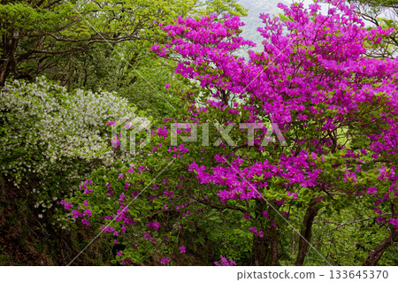 丹澤霧氣繚繞的檜木穗丸山脊線上的杜鵑花 丹澤霧氣繚繞的檜木穗丸山脊線上的杜鵑花 133645370