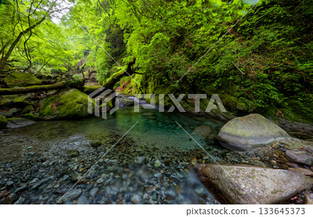 西丹澤橫澤山溪的清新綠色 133645373