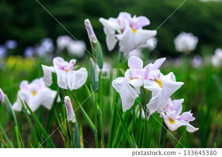 北海道苫小牧錦大沼鳶尾花園盛開的水鳶尾（江戶型）（7 月） 133645380