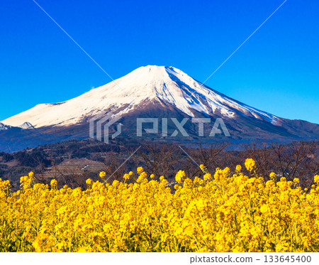 東山公園的油菜花與富士山合成照片 東山公園的油菜花與富士山合成照片 133645400