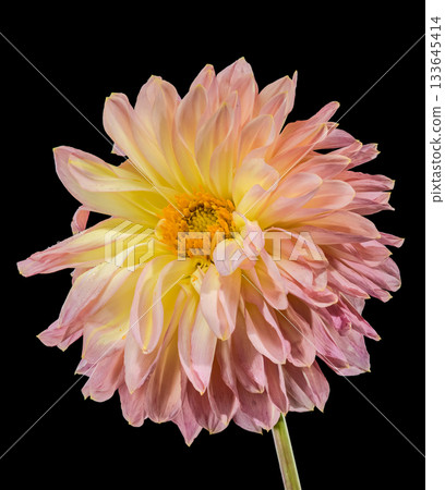 Stunning Pink and Yellow Dahlia Flower Against Dark Black Background 133645414