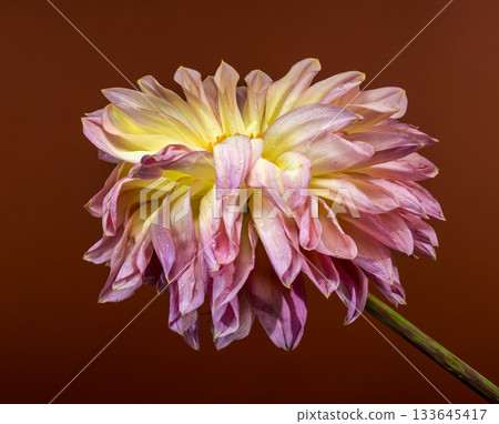 Warm Pink and Yellow Dahlia Flower on Rich Brown Background Warm Pink and Yellow Dahlia Flower on Rich Brown Background 133645417