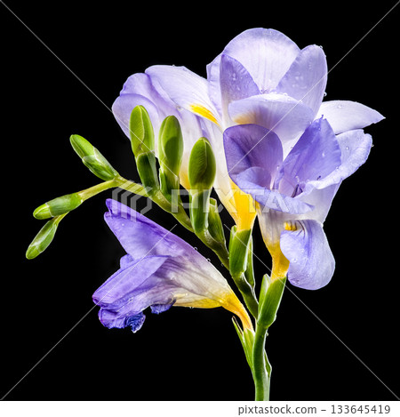Delicate Purple Freesia Flowers with Water Drops on Black Delicate Purple Freesia Flowers with Water Drops on Black 133645419