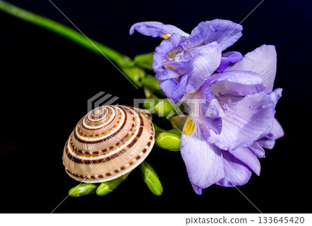 Snail Shell Resting on Purple Freesia Flowers and Green Buds 133645420