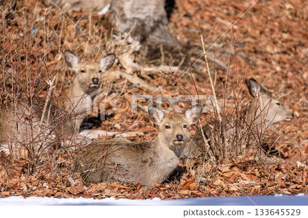 一隻雌性北海道鹿在北海道苫小牧市曬太陽 [2月] 133645529
