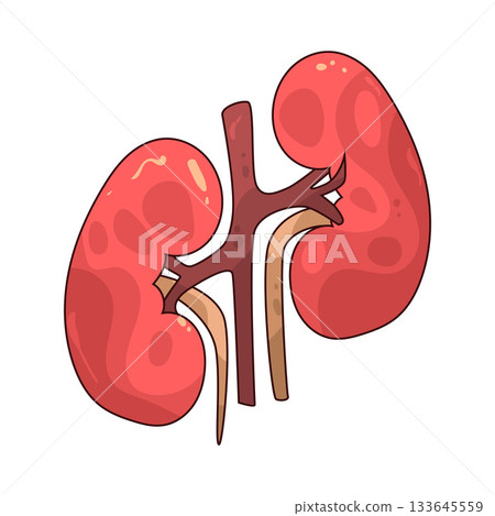 illustration of kidney 133645559