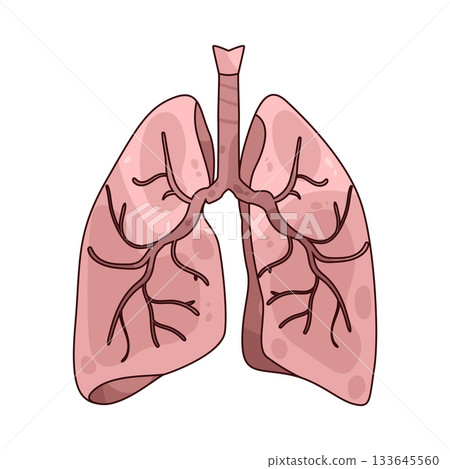 illustration of lungs 133645560