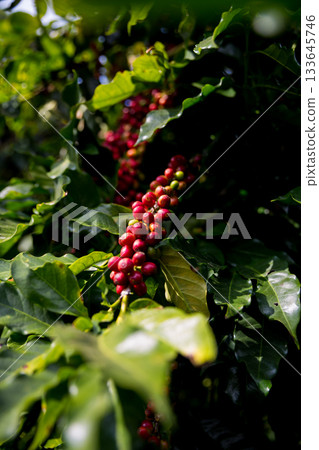 Farmer concept harvest ripe coffee seed robusta arabica berry close up fresh green leaf bean picking orange crop red yellow berries raw plant tree smart farm growth blur background eco organic garden Farmer concept harvest ripe coffee seed robusta arabica berry close up fresh green leaf bean picking orange crop red yellow berries raw plant tree smart farm growth blur background eco organic garden 133645746