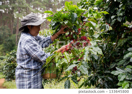 Farmer concept hand harvest ripe coffee seed robusta arabica berry close up fresh green leaf bean picking orange crop red yellow berries raw plant tree farm growth blur background eco organic garden 133645800