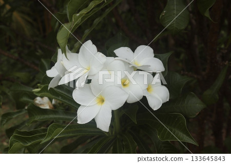 白色的雞蛋花 白色的雞蛋花 133645843