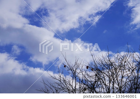 Persimmon tree and sky in late autumn Persimmon tree and sky in late autumn 133646001